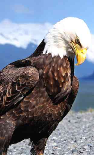 Eagle Live Wallpaper (Wallpapers & Backgrounds) 1