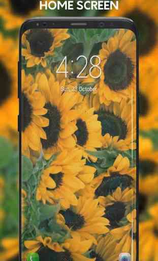 Sunflower Wallpapers 3