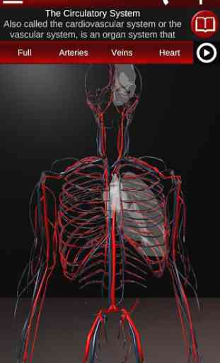 Circulatory System in 3D (Anatomy) 1