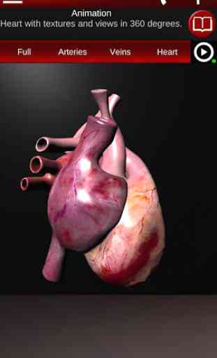 Circulatory System in 3D (Anatomy) 2