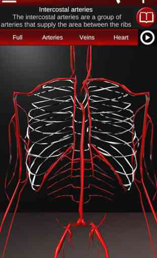 Circulatory System in 3D (Anatomy) 3