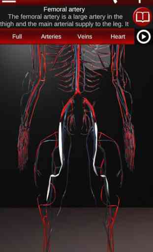 Circulatory System in 3D (Anatomy) 4