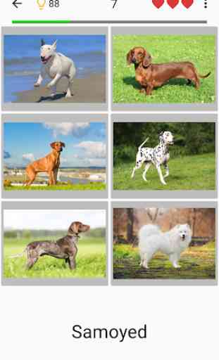 Dogs Quiz - Guess Popular Dog Breeds in the Photos 1