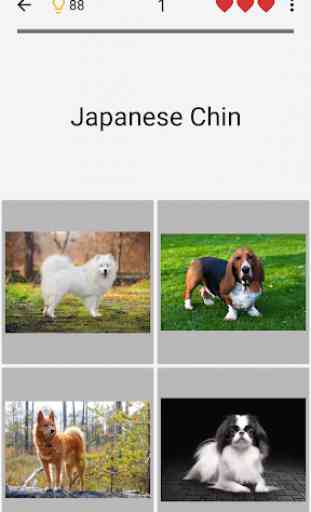 Dogs Quiz - Guess Popular Dog Breeds in the Photos 4