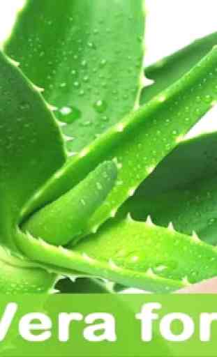 Health Benefits of Aloe Vera 4