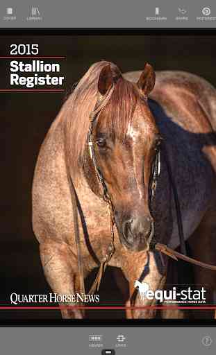 Quarter Horse Stallion 2