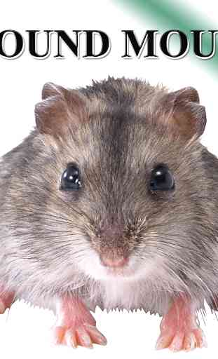Rat mice 1
