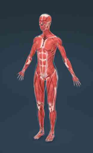 Human body (female) educational VR 3D 4