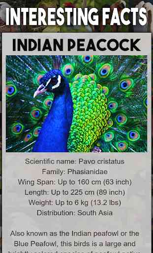 Bird Encyclopedia 2