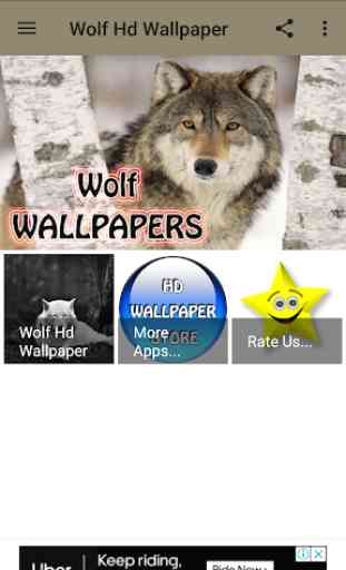 Wolf Hd Wallpaper 1