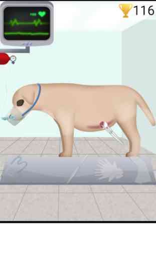 Dog Pregnancy Surgery 2 2