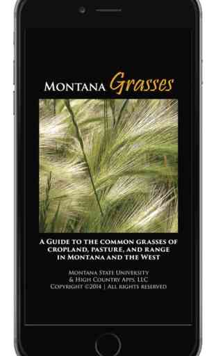 Montana Grasses 1