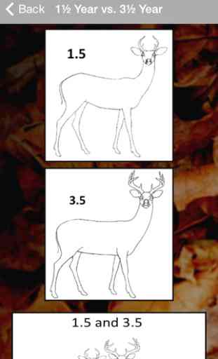 MSUES Deer Aging 4
