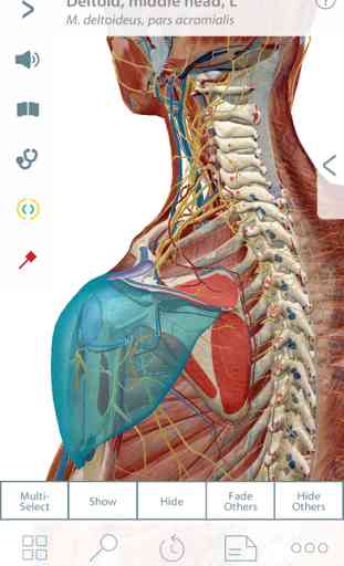 Muscle Premium - Human Anatomy, Kinesiology, Bones 1