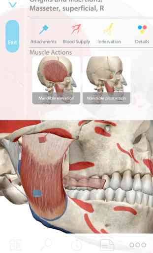 Muscle Premium - Human Anatomy, Kinesiology, Bones 3