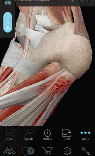 Muscle Premium - Human Anatomy, Kinesiology, Bones 4