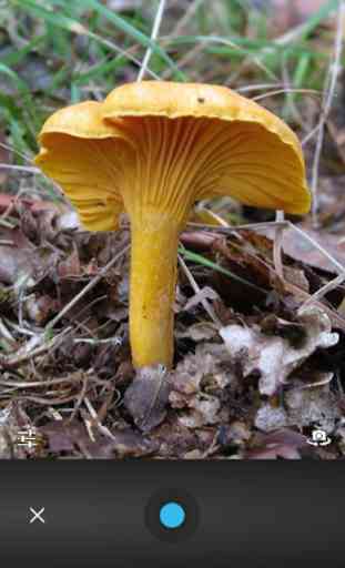 Mushroom Tracker 4