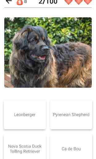 Dog Breeds - Quiz about all dogs of the world! 2