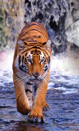 Tiger Photo Frames 1