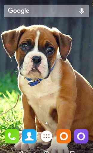 Boxer Dog Wallpapers Hd 2