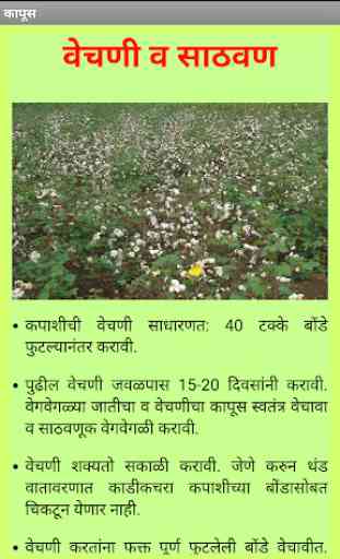 Cotton (KAPUS) VNMKV, Parbhani 4