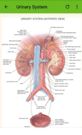 Human Anatomy and Physiology 2