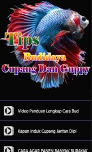 Budidaya Cupang Dan Guppy 3