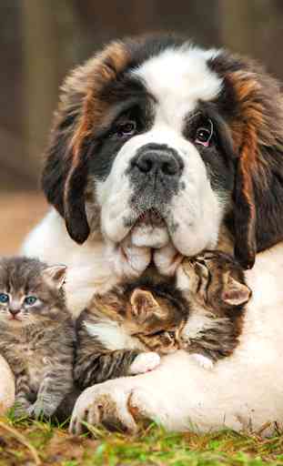 Cats and Dogs Live Wallpaper (Backgrounds) 3