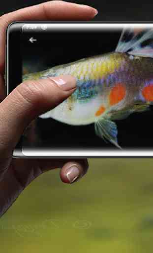 Guppy Fish Live Wallpapers 4K 2