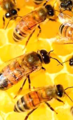 Beekeeping how to start and maintain. 1