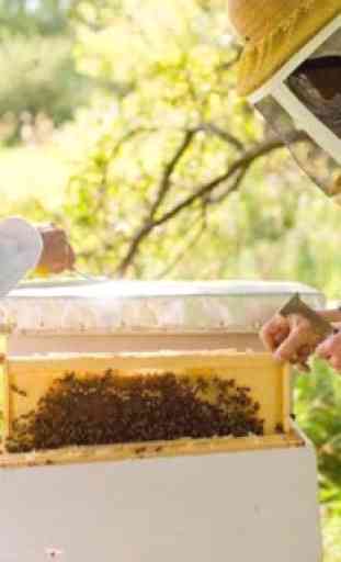 Beekeeping how to start and maintain. 2