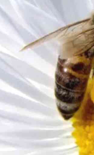 Beekeeping how to start and maintain. 3