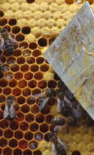Beekeeping how to start and maintain. 4
