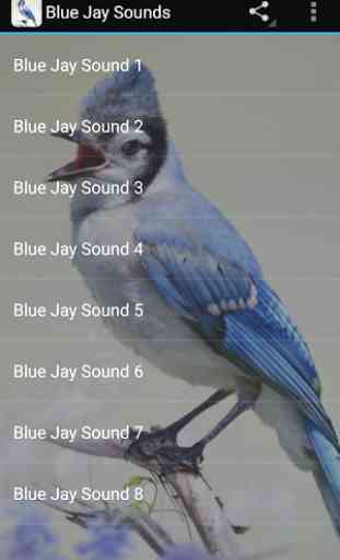 Blue Jay Sounds 1