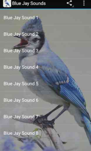 Blue Jay Sounds 3