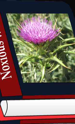Noxious weeds 4