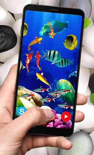 KOI Fish Live Wallpaper : New fish Wallpaper 2020 3