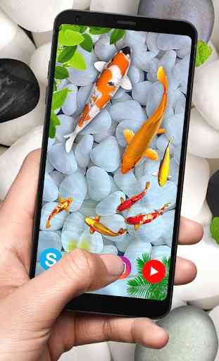KOI Fish Live Wallpaper : New fish Wallpaper 2020 4