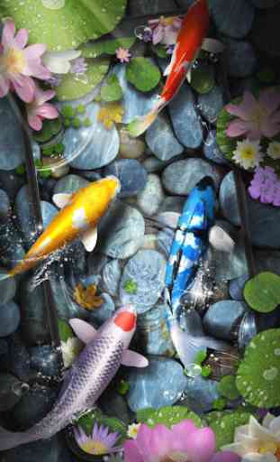 Koi Fish Pond Live Wallpaper 1