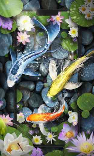 Koi Fish Pond Live Wallpaper 4