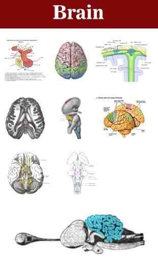 Brain 3