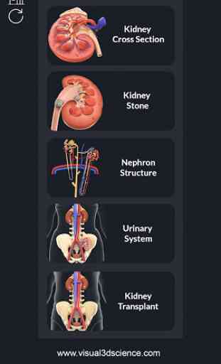 Kidney Anatomy 2