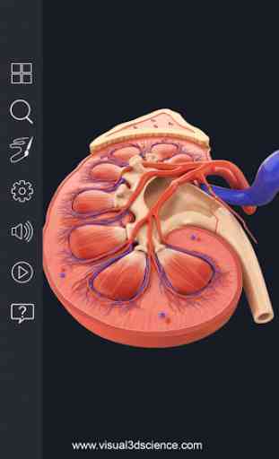 Kidney Anatomy 3