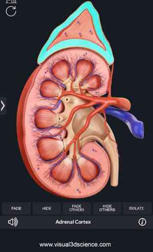Kidney Anatomy 4