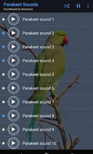 Parakeet Sounds ~ Sboard.pro 4