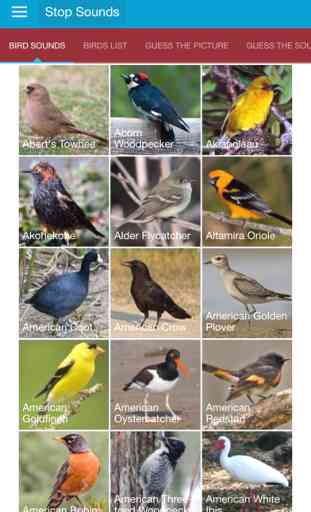 North American Birds Sounds Free 1