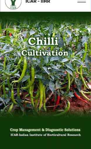 Chilli Cultivation IIHR 1
