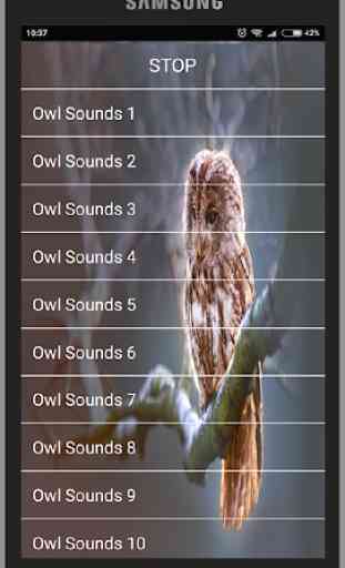 Owl Sounds 3