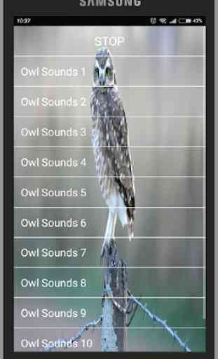 Owl Sounds 4
