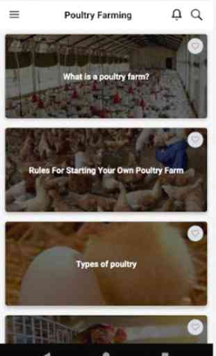 Poultry Farming - Chicken Farm - Chicken Egg Farm 1